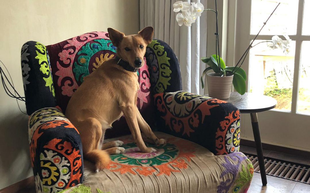 Favoriet woonitem: de bonte fauteuil van Luna… eeh Eva